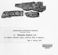 Alyxoria varia image